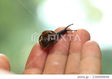 Snail crawling on human finger. Close up of snail in hand Snail crawling on human finger. Close up of snail in hand 116800690