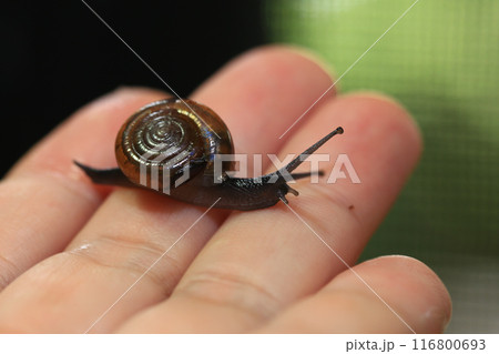 Snail crawling on human finger. Close up of snail in hand 116800693