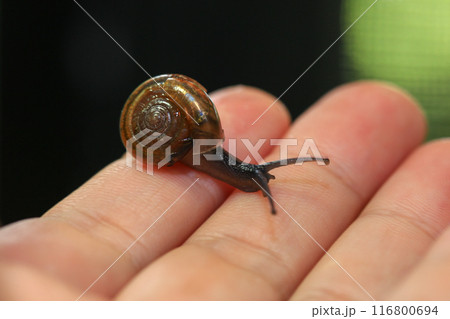 Snail crawling on human finger. Close up of snail in hand Snail crawling on human finger. Close up of snail in hand 116800694