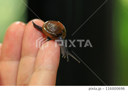 Snail crawling on human finger. Close up of snail in hand 116800696