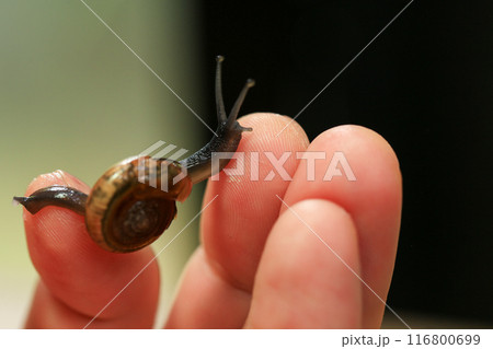 Snail crawling on human finger. Close up of snail in hand Snail crawling on human finger. Close up of snail in hand 116800699