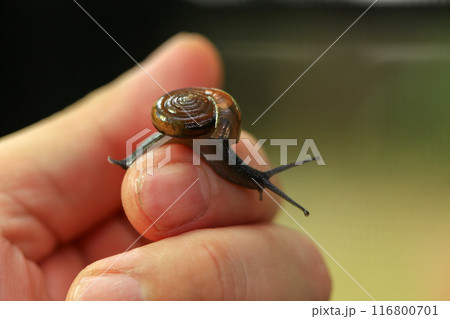 Snail crawling on human finger. Close up of snail in hand Snail crawling on human finger. Close up of snail in hand 116800701