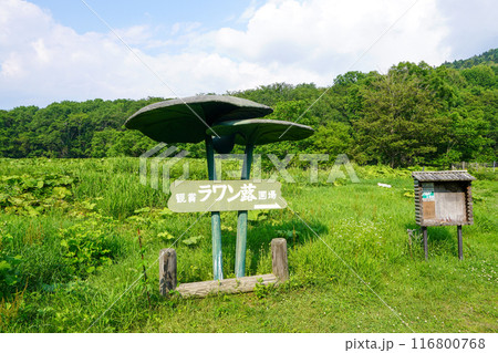 ラワン蕗観賞圃場(2024年7月 ラワン蕗観賞圃場(2024年7月 116800768