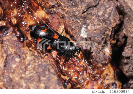 生き物 昆虫 ヨツボシケシキスイ、七月の雑木林でクヌギの樹液を食す。二対の赤い紋が目立ちます 生き物 昆虫 ヨツボシケシキスイ、七月の雑木林でクヌギの樹液を食す。二対の赤い紋が目立ちます 116800954