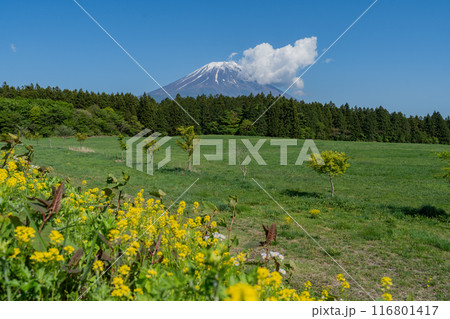 道の駅 - 朝霧高原 - 富士山展望台 116801417