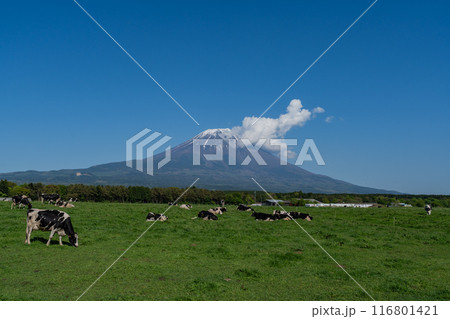 道の駅 - 朝霧高原 - 富士山展望台 116801421