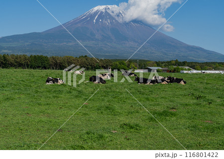 道の駅 - 朝霧高原 - 富士山展望台 116801422