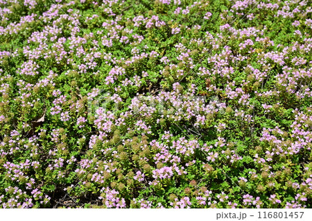 イブキジャコウソウ（シソ科）の多年草 116801457