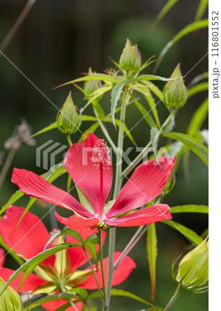 モミジアオイの花01 116801552