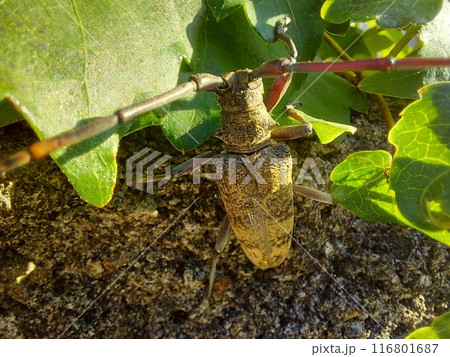 【ヒメヒゲナガカミキリ】@世田谷 2024夏 116801687