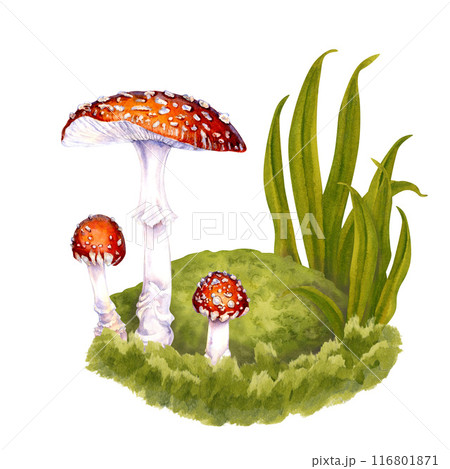 Three poisonous fly agarics drawn among the green grass on a lawn in the forest. Watercolor botanical illustration of fly agaric for food, drink, Halloween, magic, witch, medicine, harvest template Three poisonous fly agarics drawn among the green grass on a lawn in the forest. Watercolor botanical illustration of fly agaric for food, drink, Halloween, magic, witch, medicine, harvest template 116801871