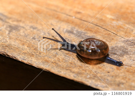 Snail crawling on the wooden floor. Close-up. Shallow depth of field. 116801919