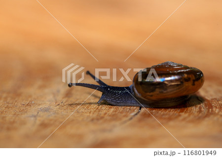 Snail crawling on the wooden floor. Close-up. Shallow depth of field. Snail crawling on the wooden floor. Close-up. Shallow depth of field. 116801949