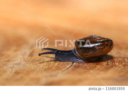 Snail crawling on the wooden floor. Close-up. Shallow depth of field. 116801950