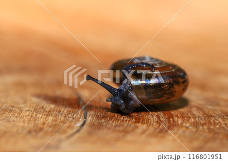 Snail crawling on the wooden floor. Close-up. Shallow depth of field. 116801951