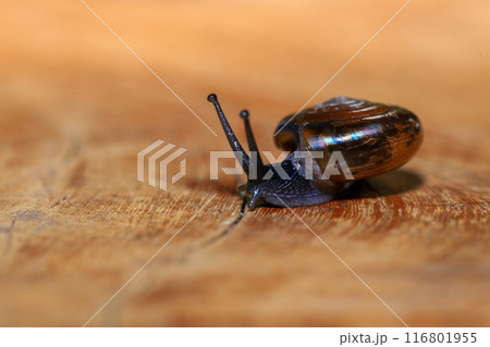 Snail crawling on the wooden floor. Close-up. Shallow depth of field. 116801955
