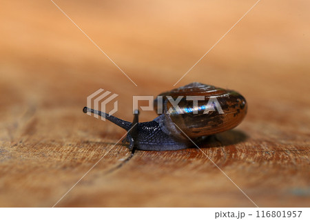 Snail crawling on the wooden floor. Close-up. Shallow depth of field. 116801957