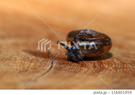 Snail crawling on the wooden floor. Close-up. Shallow depth of field. Snail crawling on the wooden floor. Close-up. Shallow depth of field. 116801959