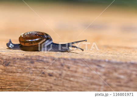 Snail crawling on the wooden floor. Close-up. Shallow depth of field. 116801971