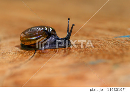 Snail crawling on the wooden floor. Close-up. Shallow depth of field. Snail crawling on the wooden floor. Close-up. Shallow depth of field. 116801974