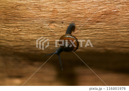 Snail crawling on the wooden floor. Close-up. Shallow depth of field. Snail crawling on the wooden floor. Close-up. Shallow depth of field. 116801976