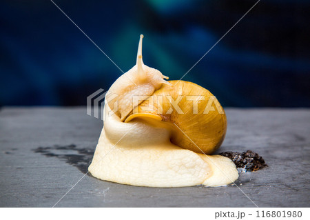 Achatina giant macro photo, large domestic tame snail crawling on a black stone. Pets concept Achatina giant macro photo, large domestic tame snail crawling on a black stone. Pets concept 116801980