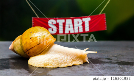 A large domestic snail next to the sports flag Start, the concept of speed and quickness in sports competitions A large domestic snail next to the sports flag Start, the concept of speed and quickness in sports competitions 116801982