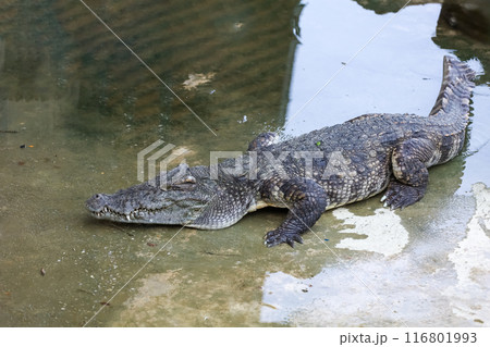 The salt crocodile swimming on the river near canal The salt crocodile swimming on the river near canal 116801993