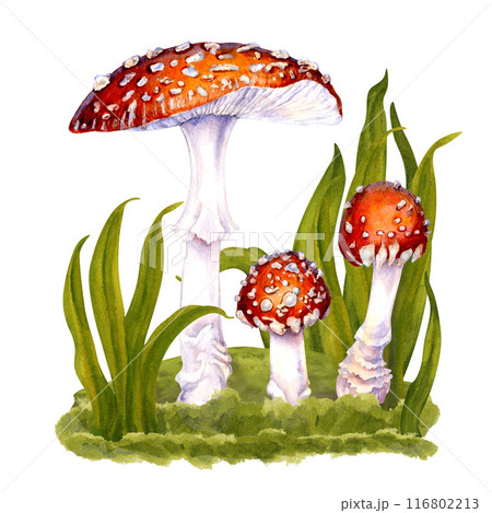 Three poisonous fly agarics drawn among the green grass on a lawn in the forest. Watercolor botanical illustration of fly agaric for food, drink, Halloween, magic, witch, medicine, harvest template Three poisonous fly agarics drawn among the green grass on a lawn in the forest. Watercolor botanical illustration of fly agaric for food, drink, Halloween, magic, witch, medicine, harvest template 116802213