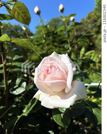 青空と薄桃色のバラ 116802340