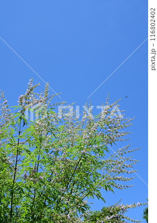 ニンジンボク(中国切花)クマツヅラ科ハマゴウ属 ニンジンボク(中国切花)クマツヅラ科ハマゴウ属 116802402