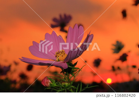 武庫川河川敷髭の渡しコスモス園（兵庫県尼崎市）夕焼けの中に咲くコスモス 116802420