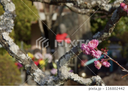 鎌倉市大船の梅の春 116802442