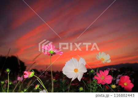 武庫川河川敷髭の渡しコスモス園(兵庫県尼崎市)夕暮れに咲くコスモス 武庫川河川敷髭の渡しコスモス園(兵庫県尼崎市)夕暮れに咲くコスモス 116802443