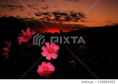 武庫川河川敷髭の渡しコスモス園（兵庫県尼崎市）夕暮れの中に咲くコスモス 116802492