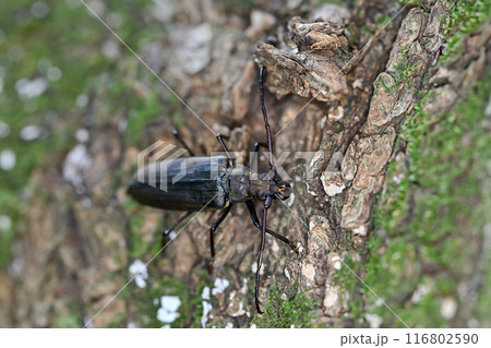 ウスバカミキリ 116802590