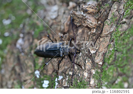 ウスバカミキリ ウスバカミキリ 116802591