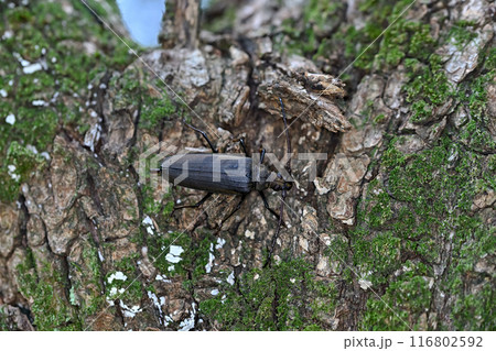 ウスバカミキリ 116802592