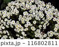 たくさんの白い花 116802811