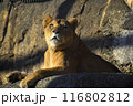 遠くを見つめるメスのライオン 116802812