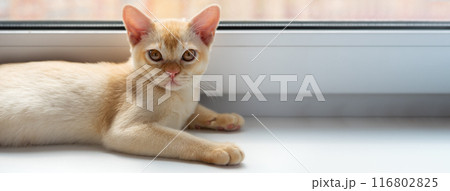A Burmese kitten rests by the window at noon. A Burmese kitten rests by the window at noon. 116802825
