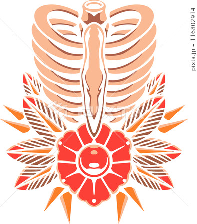 Human RIB Human RIB 116802914