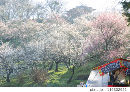 朝日に照らされる梅 116802921