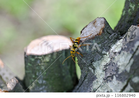 ヨツスジトラカミキリ 116802940