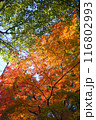 美しい鮮やかな紅葉 116802993