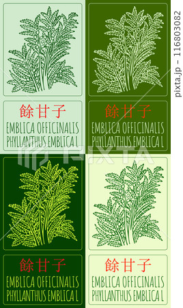 Set of vector drawing EMBLICA OFFICINALIS in Chinese in various colors. Hand drawn illustration. Latin name is PHYLLANTHUS EMBLICA L. Set of vector drawing EMBLICA OFFICINALIS in Chinese in various colors. Hand drawn illustration. Latin name is PHYLLANTHUS EMBLICA L. 116803082