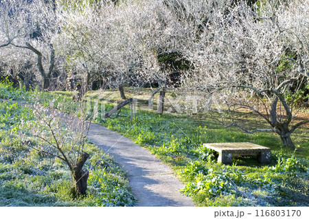 満開の梅園 116803170