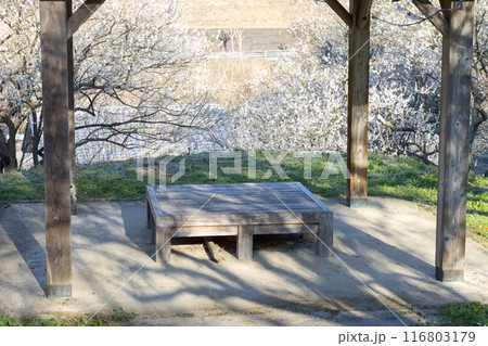 満開の梅園 満開の梅園 116803179