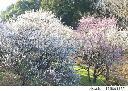 梅の花のある風景 116803185