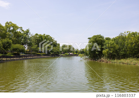 夏の大阪市の城北公園の景色 116803337